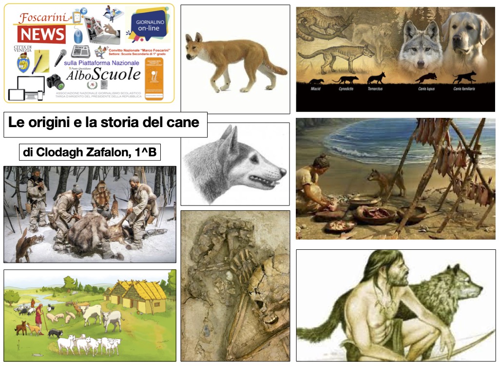 Origini del cane