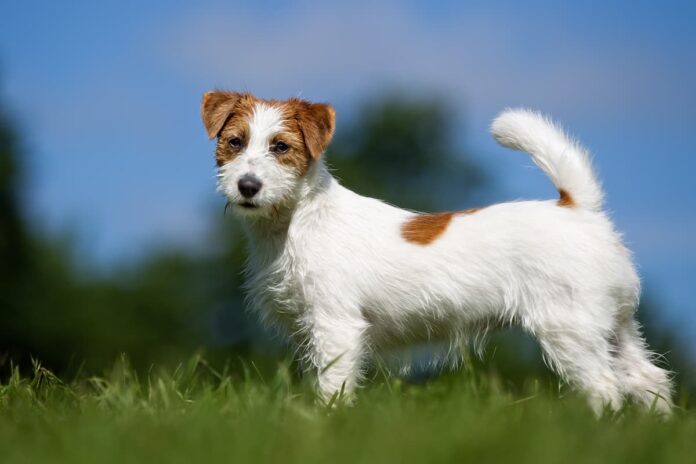 Jack Russel a pelo ruvido