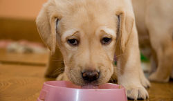 Labrador alimentazione