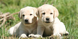 Labrador carattere