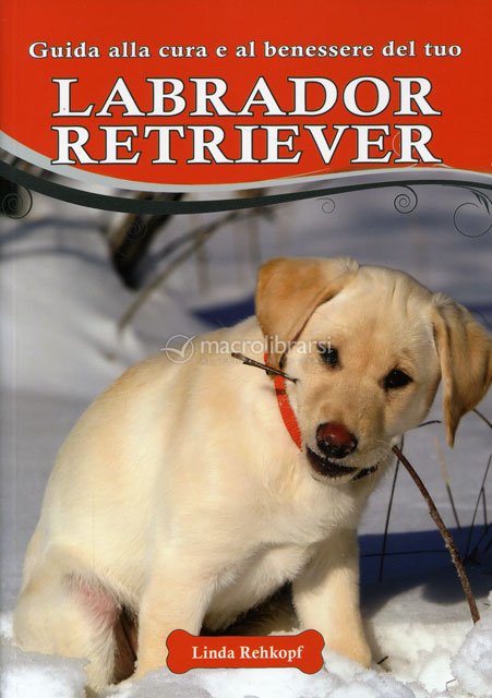 Labrador