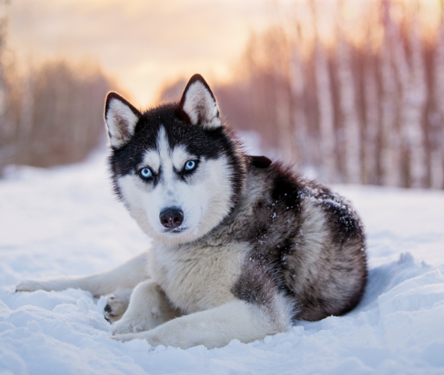Siberian Husky