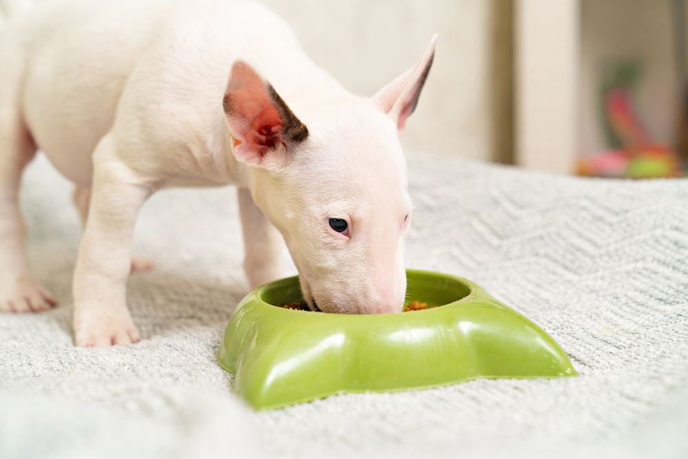 Bull Terrier