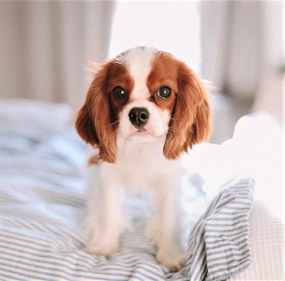 Cavalier King Charles Spaniel