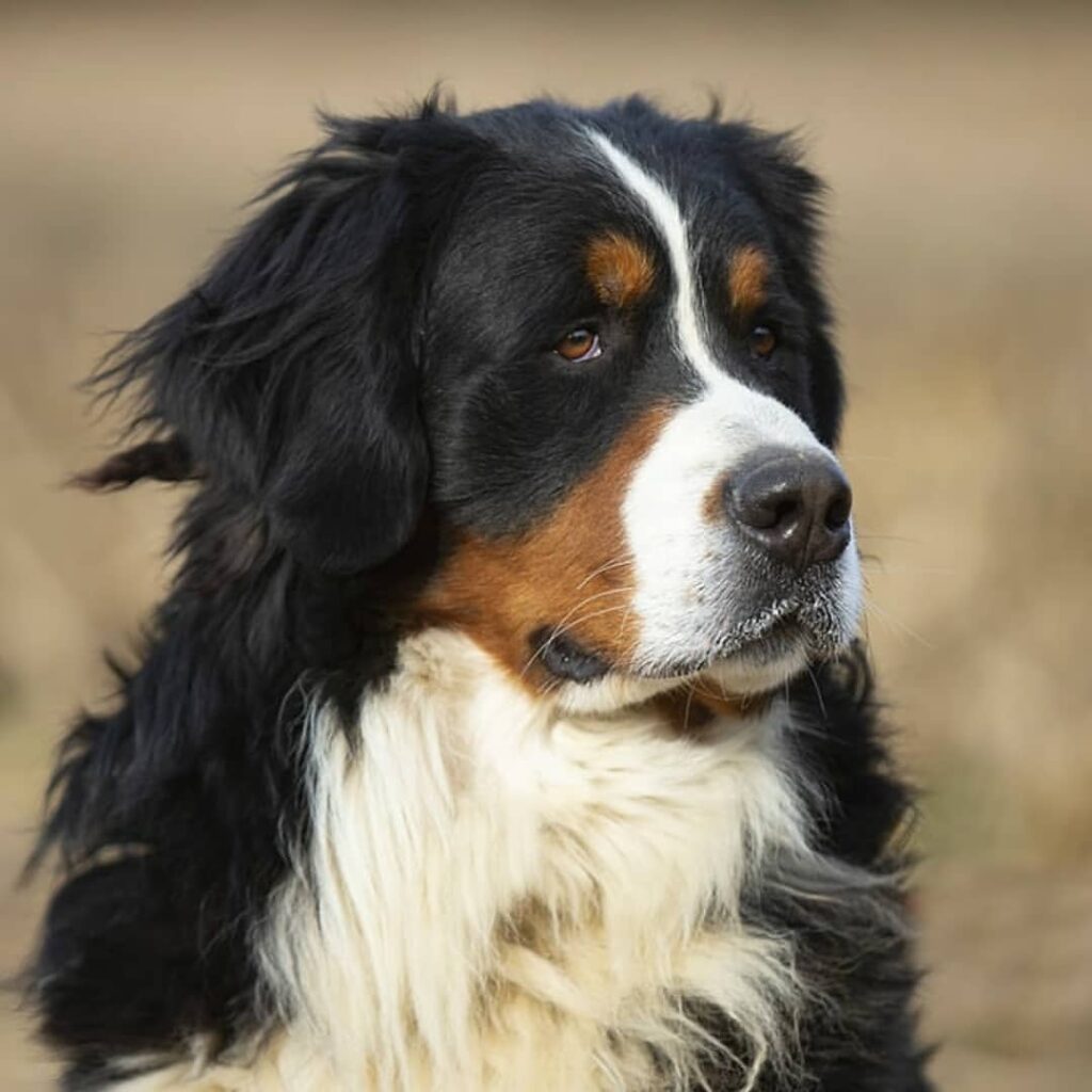 Bovaro del Bernese cucciolo