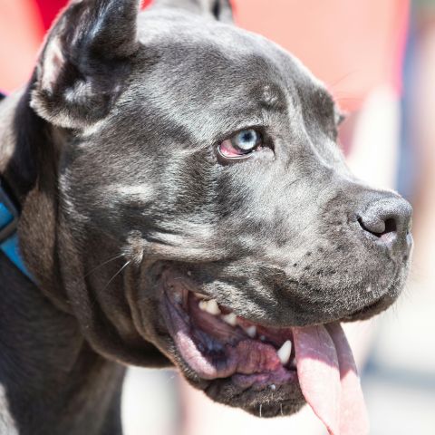 Cane Corso