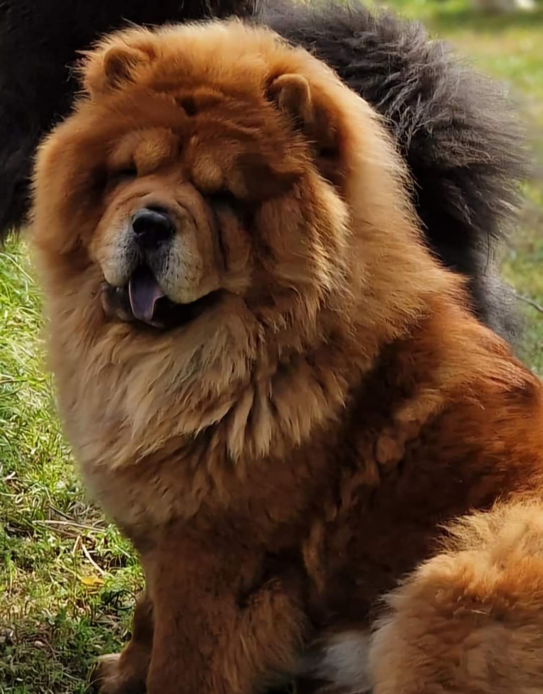 Chow Chow
