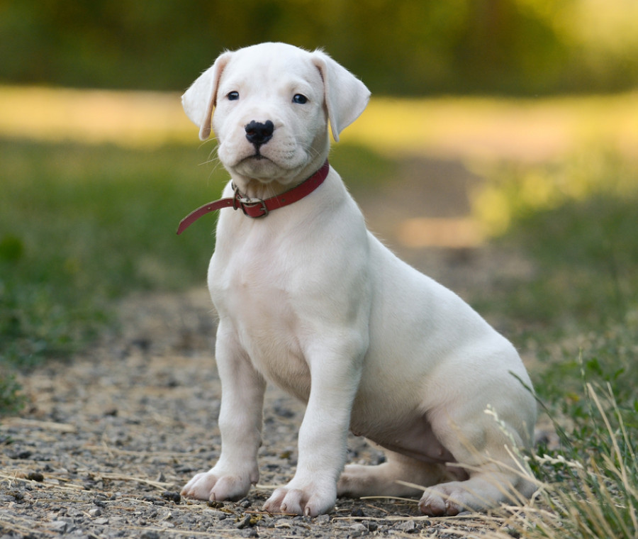 Dogo Argentino cucciolo