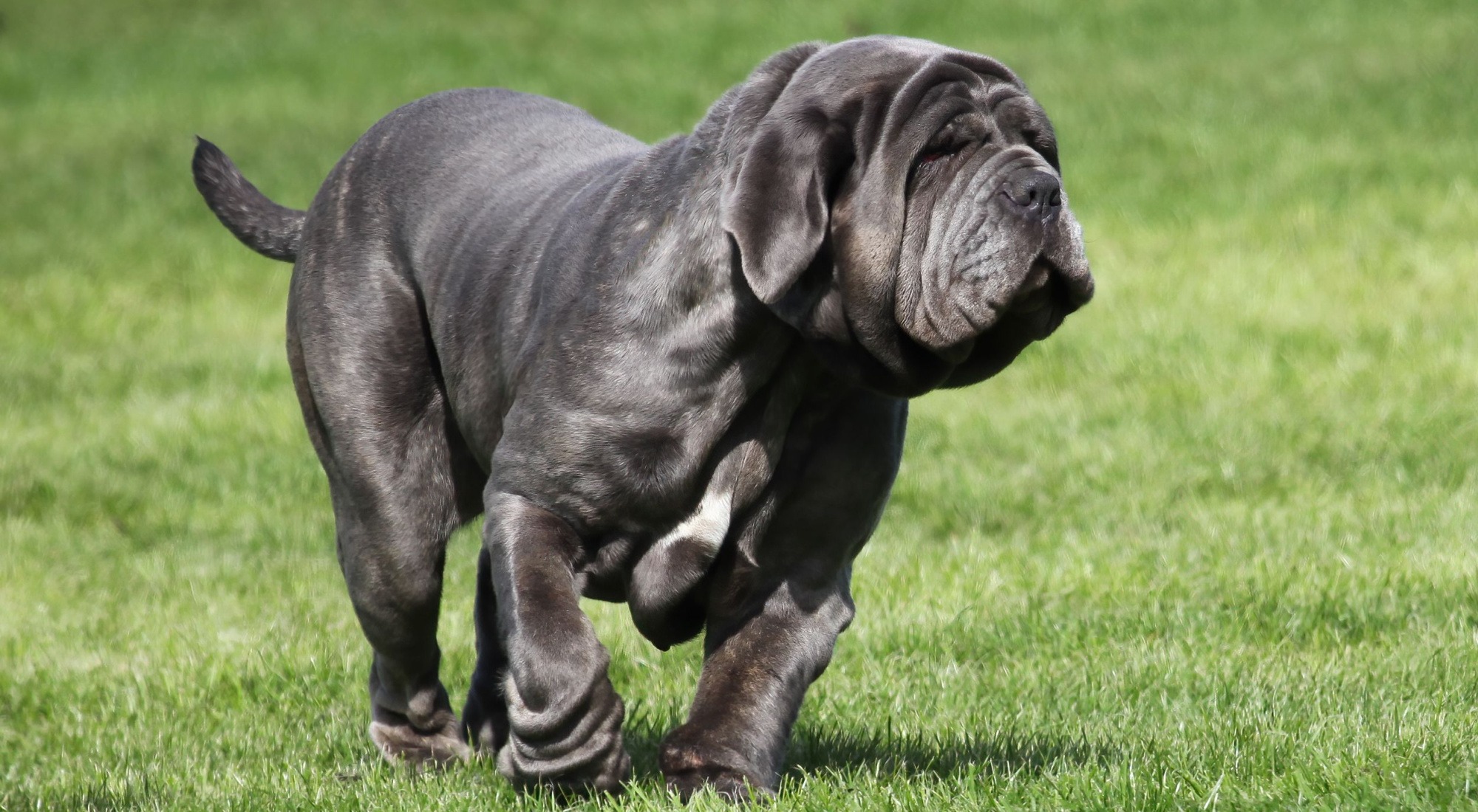 Mastino napoletano