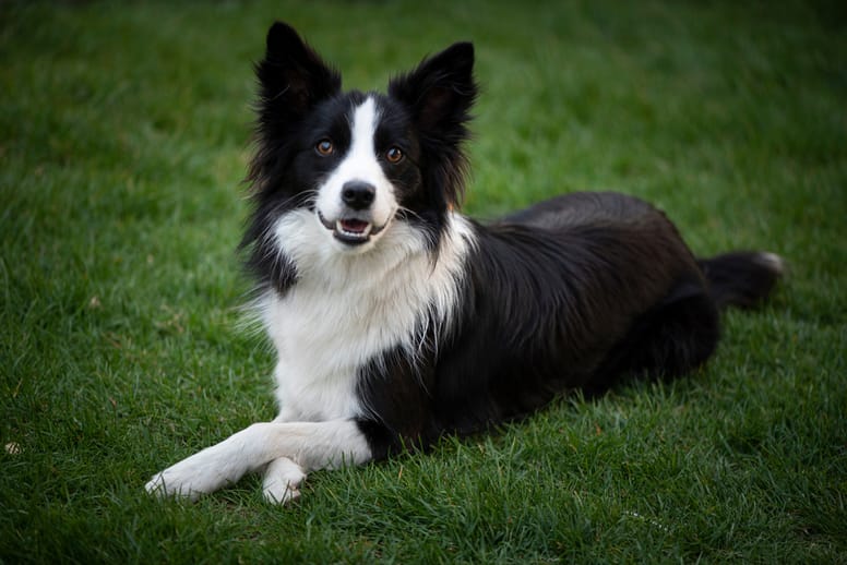 Nomi per Border Collie femmina