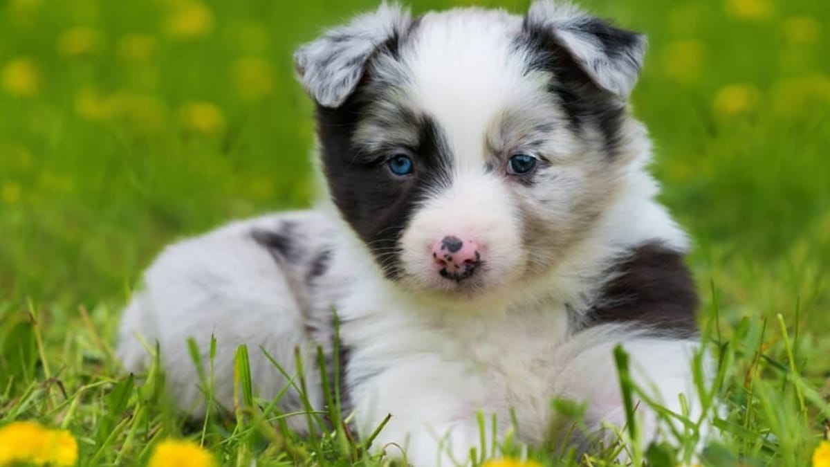 Nomi per Border Collie maschio