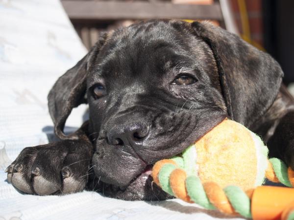 Nomi per Cane Corso maschio