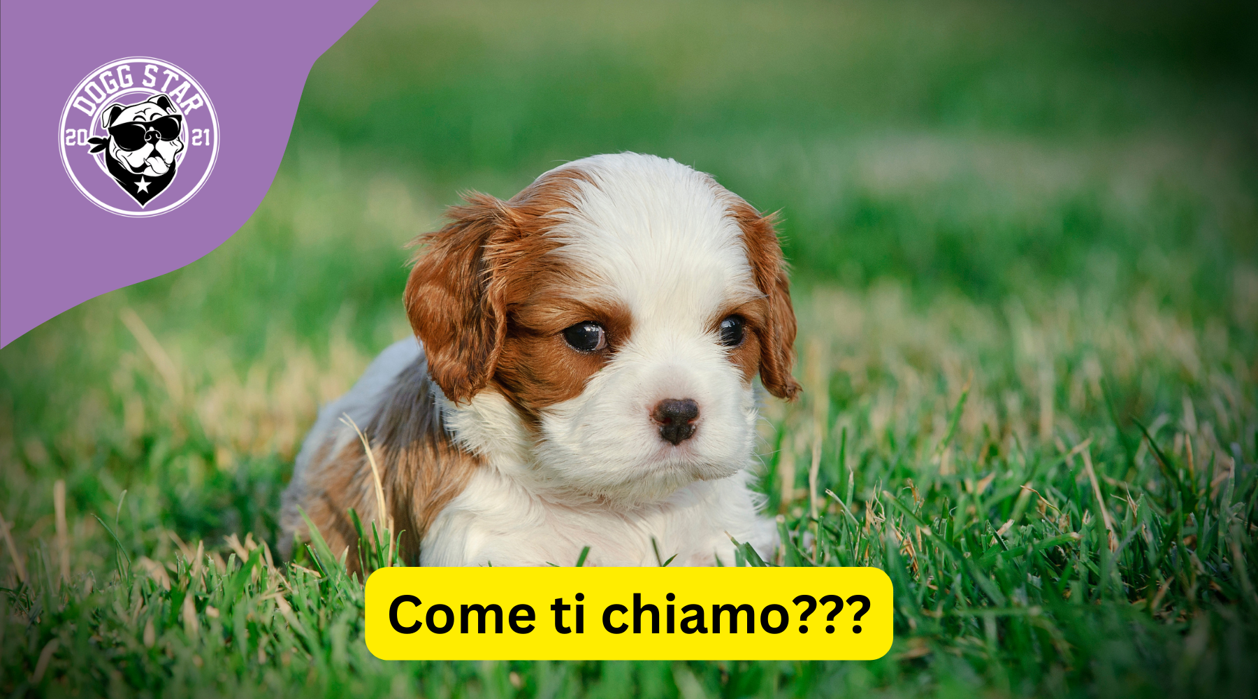 Nomi per Cavalier King maschio