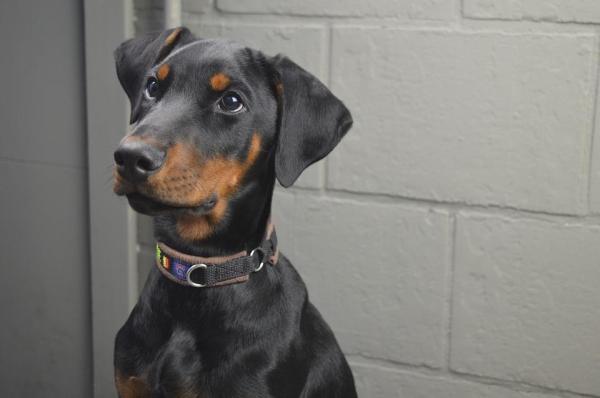 Nomi per Dobermann maschio
