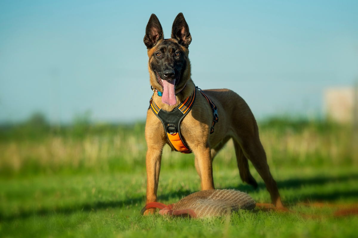 Pastore belga malinois