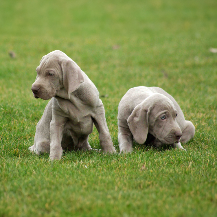 Weimaraner cuccioli