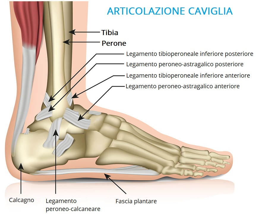 Distorsione caviglia gonfiore quanto dura