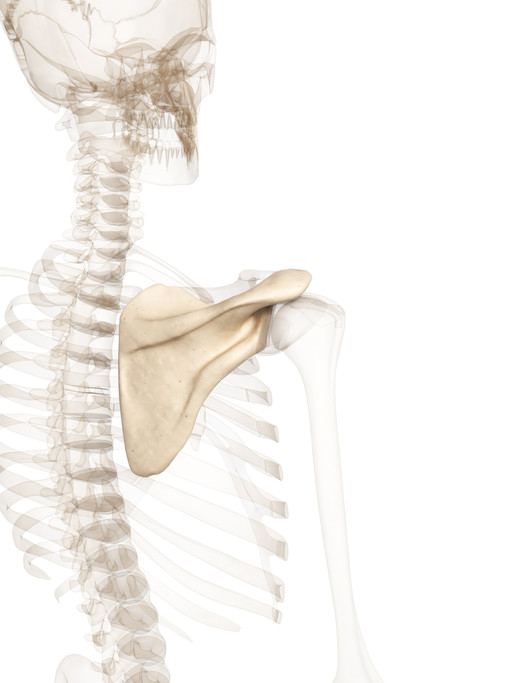 Frattura scapola tempi di guarigione